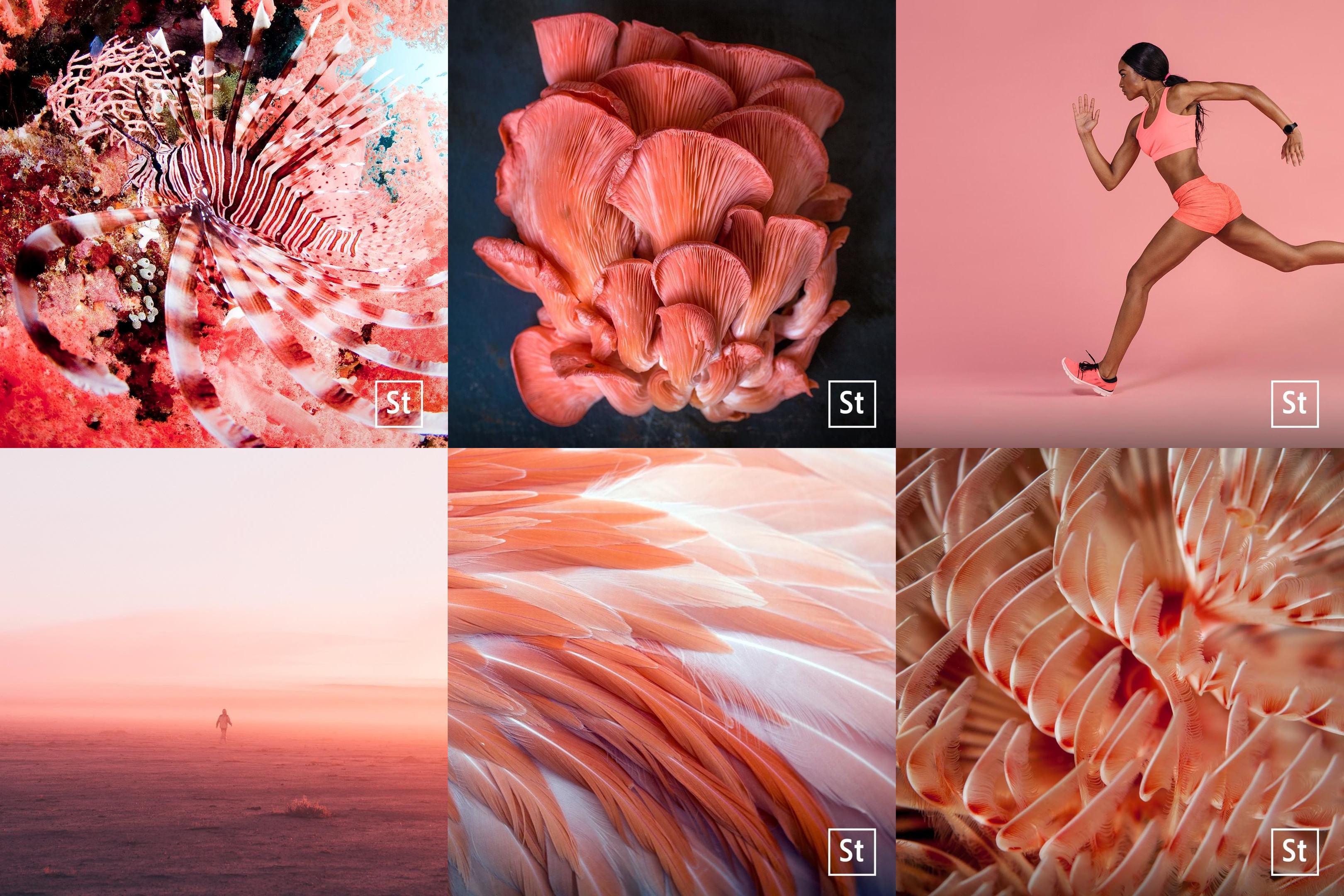 2019 팬톤 컬러: Living Coral